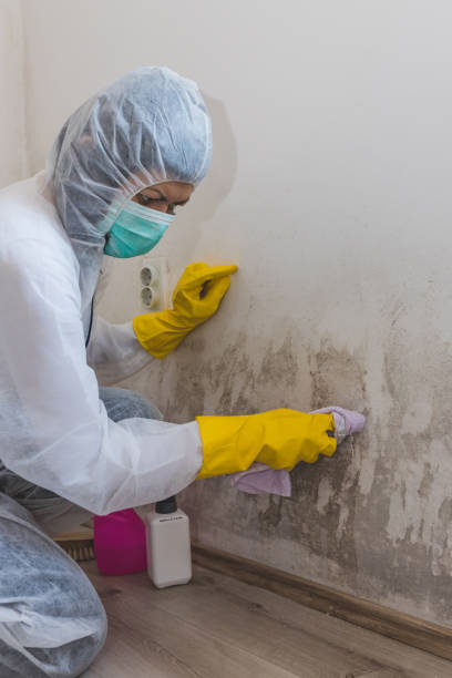 Best Mold Remediation for Rental Properties  in USA